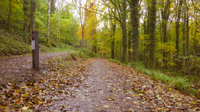 Walking down an autumn path