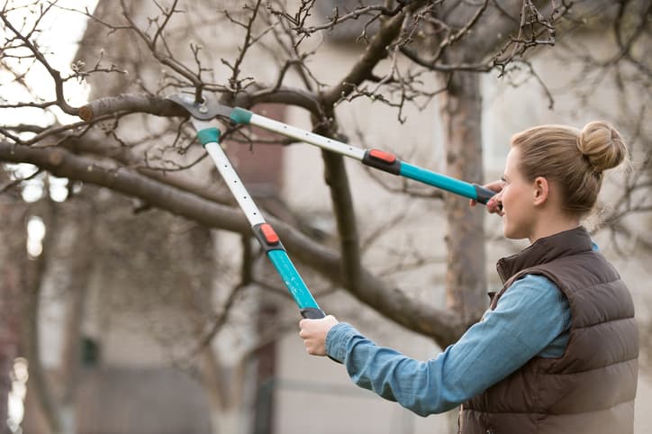 cutting-branches