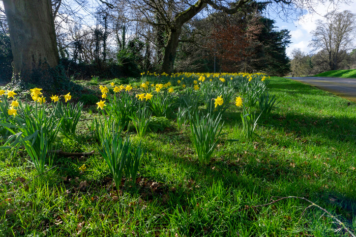 Daffodils in Spring