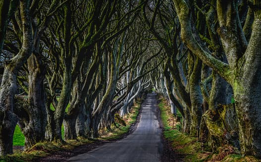 dark-hedges