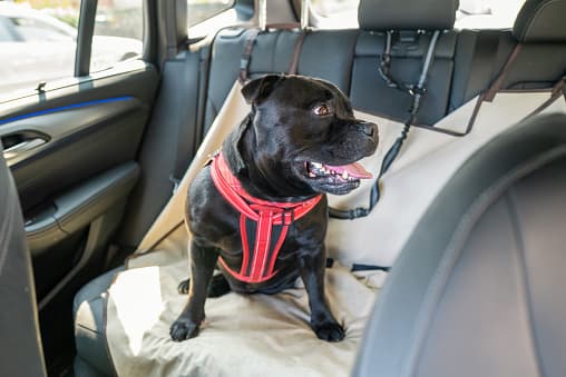 How To Travel Safely With A Dog In The Car