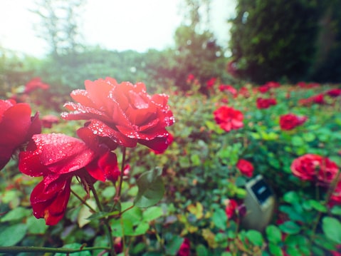 Spring flowers