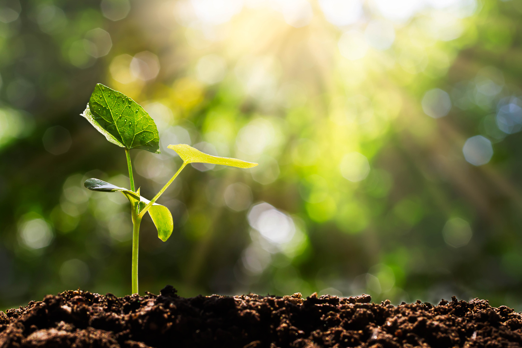 carbon footprint reducing chill earth