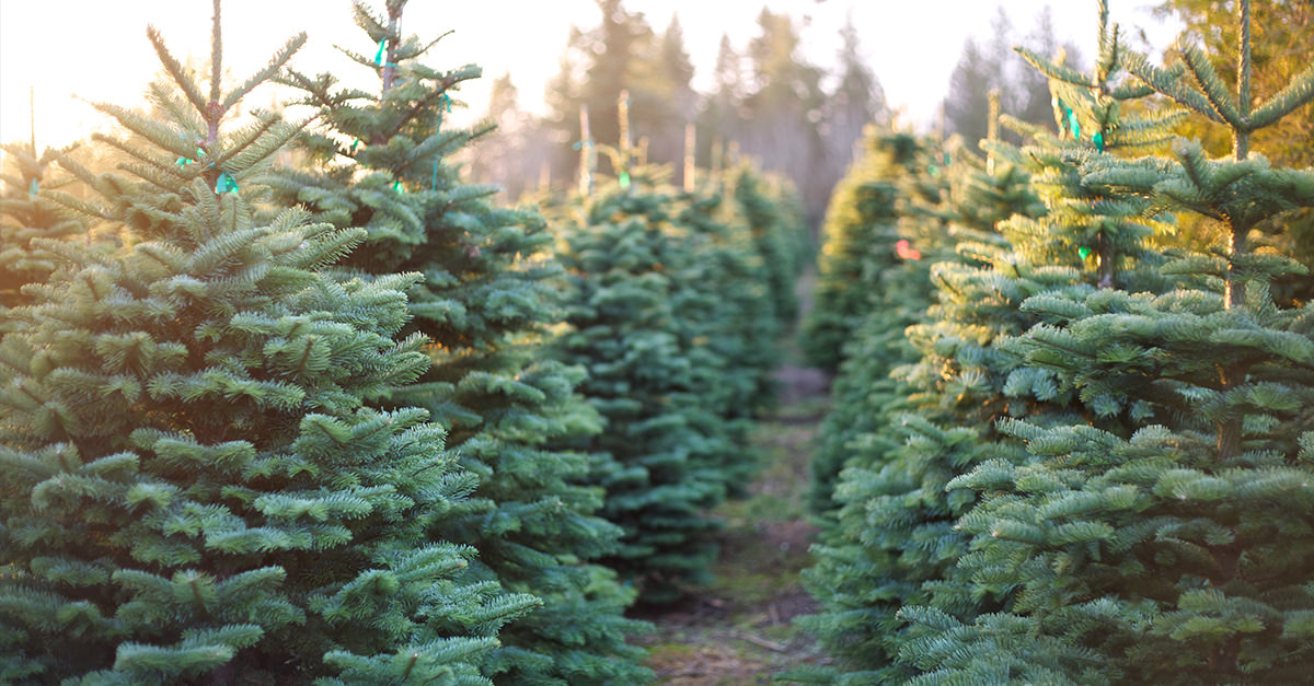 picking-christmas-tree-l