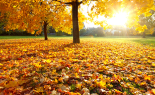 Autumn Leaves Scattered on Ground