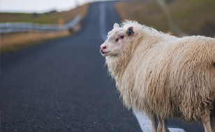 Sheep Holding Up Traffic