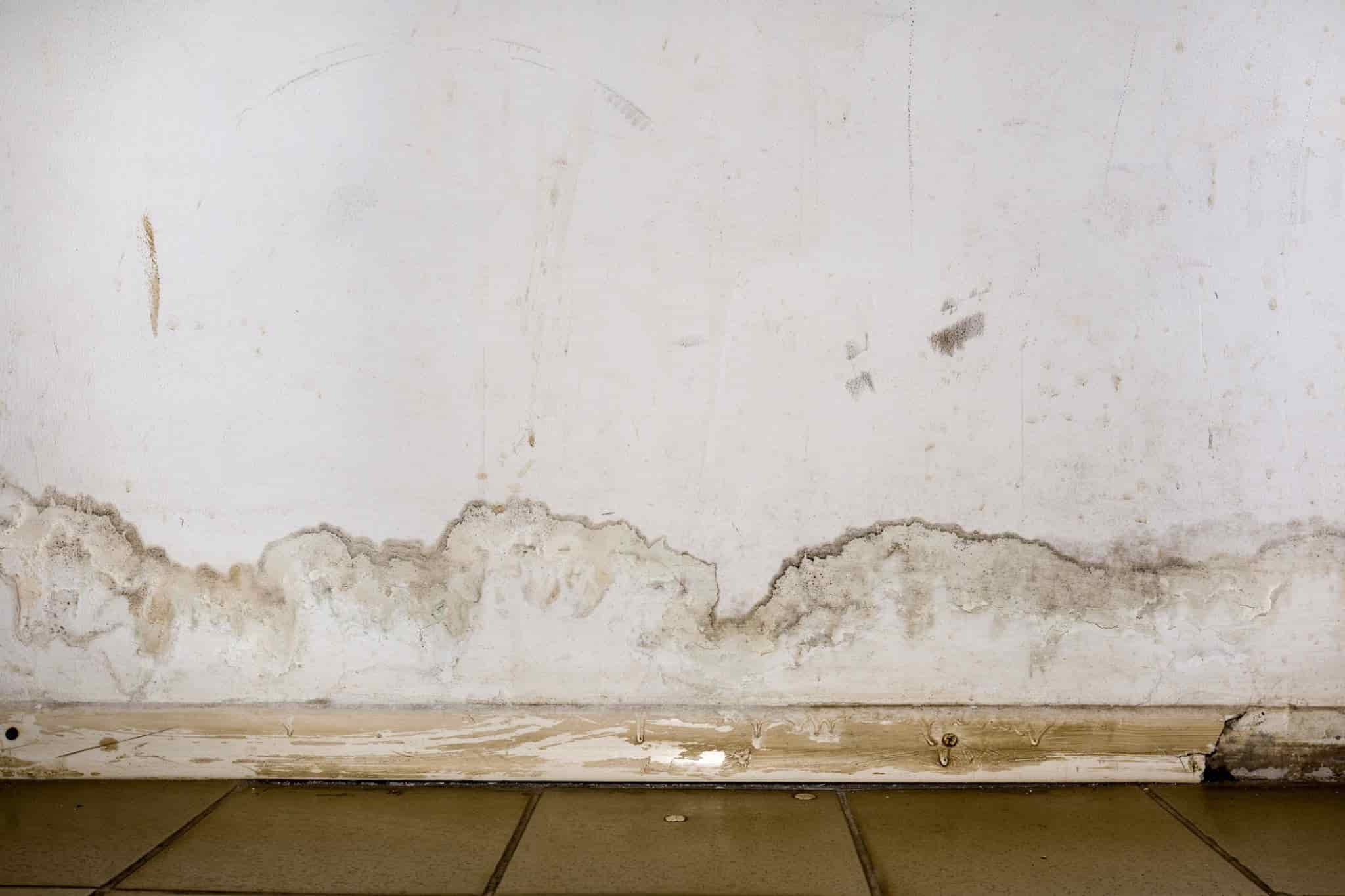 rising-damp-home