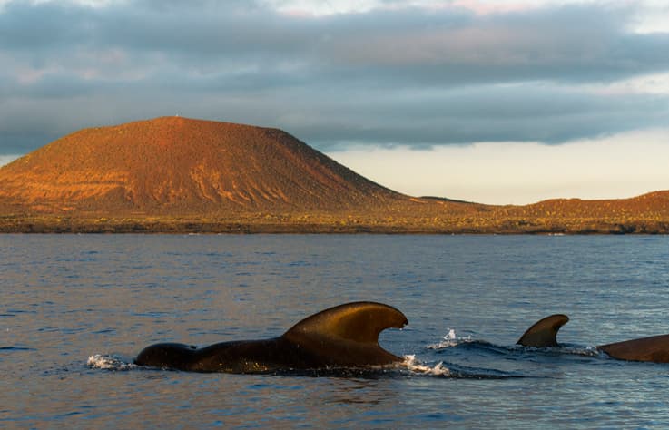 whale-tenerife